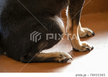 座っている柴犬 78433365
