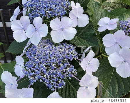 青色の紫陽花の花のクローズアップ 78433555