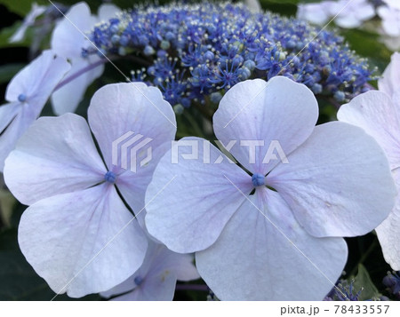 紫陽花の花のクローズアップ 78433557