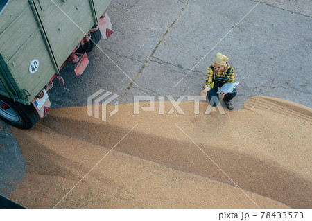Grain being brought by tractor to the storage or granary Grain being brought by tractor to the storage or granary 78433573