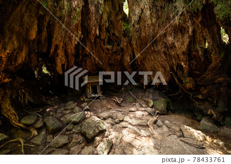 《鹿児島県 屋久島》屋久島のウィルソン株の内部 《鹿児島県 屋久島》屋久島のウィルソン株の内部 78433761