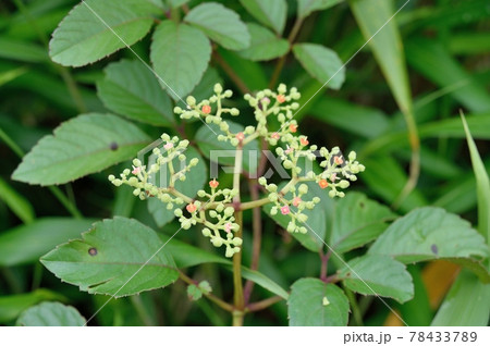 ヤブガラシの花 78433789