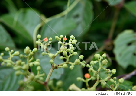 ヤブガラシの花 ヤブガラシの花 78433790