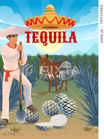 Tequila production, agave growing and harvesting 78433960