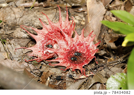 アカイカタケ アカイカタケ 78434082