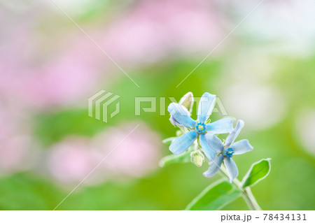 可愛い色合いのピンクのボケの前に幸せの青い花「ブルースター」 78434131