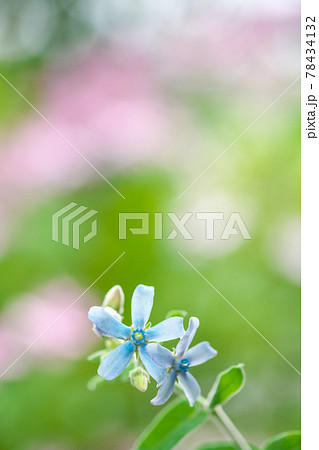 可愛い色合いのピンクのボケの前に幸せの青い花 ブルースター の写真素材