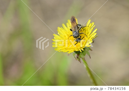 タンポポの花の上のヤヨイヒメハナバチ タンポポの花の上のヤヨイヒメハナバチ 78434156