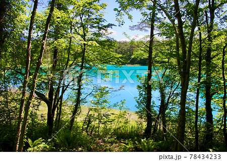 初夏の五色沼・弁天沼（福島県・北塩原村） 78434233
