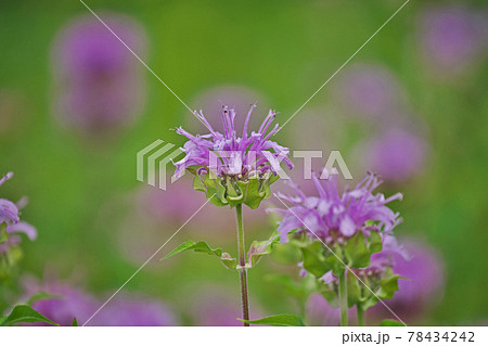 ピンクのベルガモットの花の写真素材