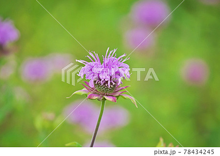 ピンクのベルガモットの花の写真素材