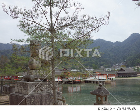 厳島神社の狛犬_安芸の宮島 78434636
