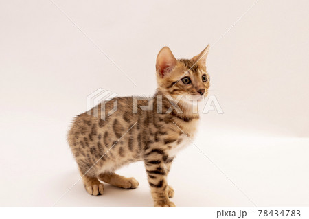 白背景で遊んでいるベンガルの子猫 78434783
