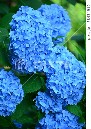 紫陽花　あじさい　アジサイ 78434919