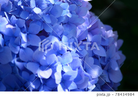 紫陽花　あじさい　アジサイ 78434984