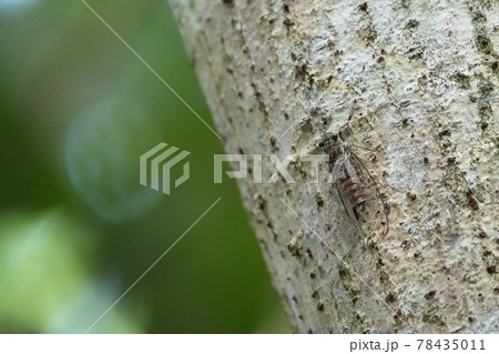 シンガポールの生き物　セミ 78435011
