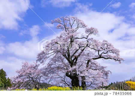 【福島県】塩ノ崎の大桜_03 78435066