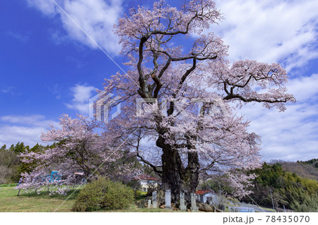 【福島県】塩ノ崎の大桜_05 78435070