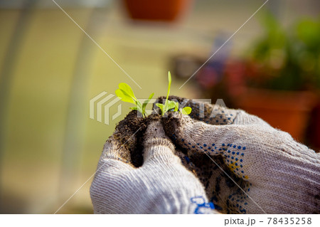 close-up of a young sprout in the hands of a gardener with household gloves close-up of a young sprout in the hands of a gardener with household gloves 78435258