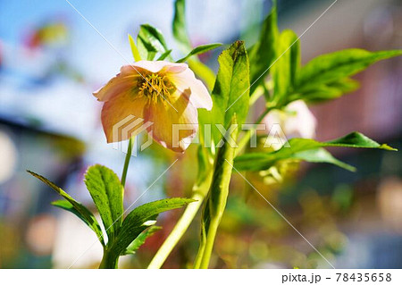 花 植物 クリスマスローズ 花 植物 クリスマスローズ 78435658