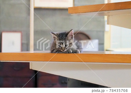 子猫　生後5週間 78435708