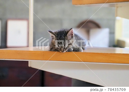 子猫　生後5週間 78435709