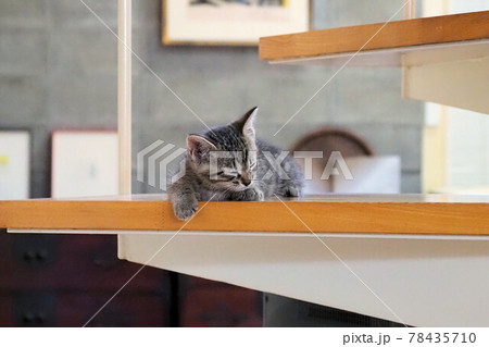 子猫　生後5週間 78435710