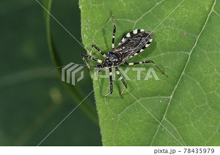 生き物 昆虫 シマサシガメ、初夏の草むら。大きさは十五ミリ前後、白黒の縁取りが美しい 生き物 昆虫 シマサシガメ、初夏の草むら。大きさは十五ミリ前後、白黒の縁取りが美しい 78435979