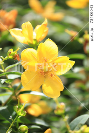 満開の金糸梅（キンシバイ）　花とつぼみ 78436045
