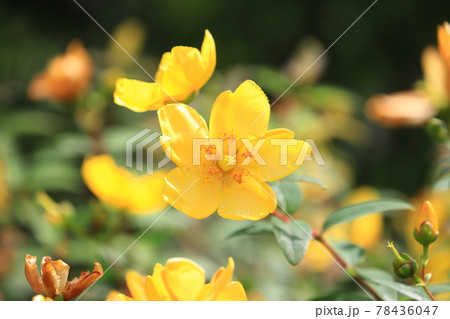 満開の金糸梅（キンシバイ）　花とつぼみ 78436047