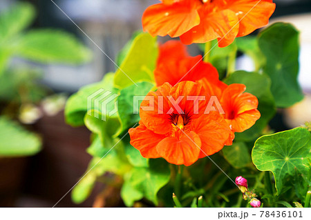 ナスタチュームの花 78436101