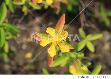 美容柳（ビヨウヤナギ）　花と赤くなった葉 78436142