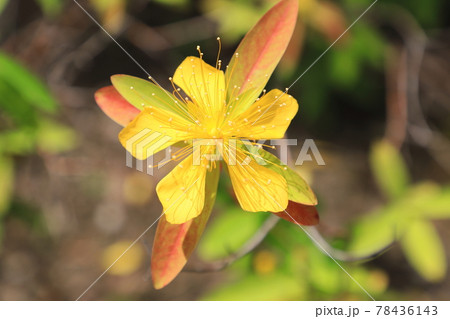 美容柳（ビヨウヤナギ）　花と赤くなった葉 78436143
