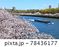 毛馬桜之宮公園 78436177