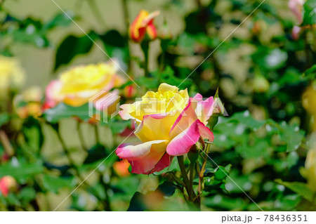 トロピカルシャーベット 78436351