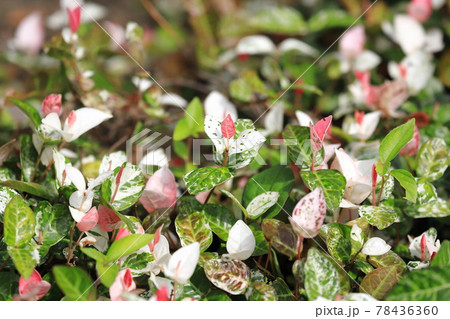 ハツユキカズラ（初雪葛）　ピンク色の若葉 78436360