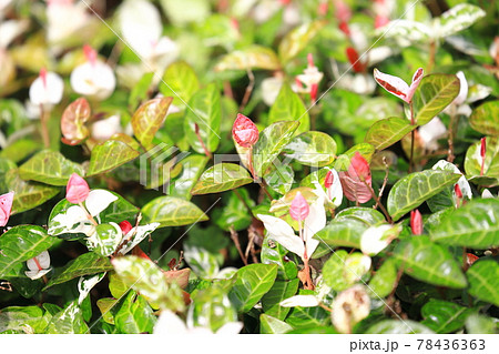 ハツユキカズラ（初雪葛）　ピンク色の若葉 78436363