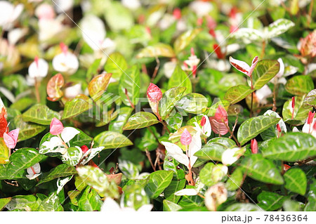 ハツユキカズラ（初雪葛）　ピンク色の若葉 78436364
