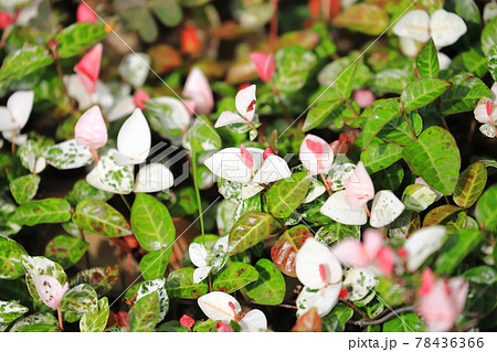 ハツユキカズラ（初雪葛）　ピンク色の若葉 78436366