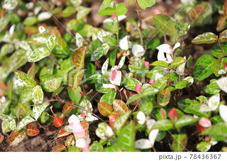 ハツユキカズラ（初雪葛）　ピンク色の若葉 78436367