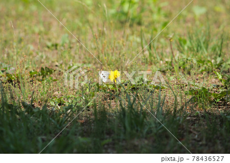 タンポポと蝶 タンポポと蝶 78436527