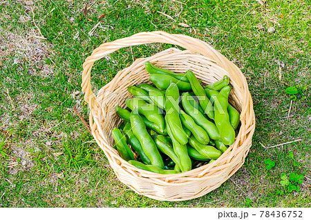 そら豆収穫1 そら豆収穫1 78436752