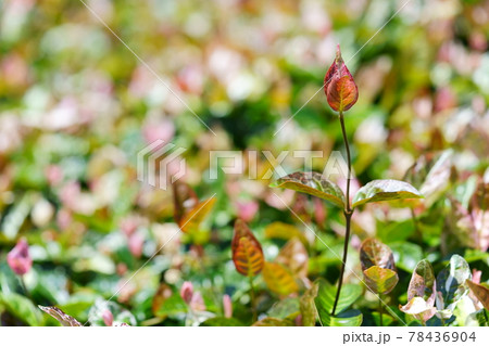 六月初め・晴れの日のハツユキカズラ19 78436904