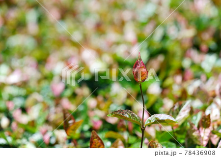 六月初め・晴れの日のハツユキカズラ21 78436908