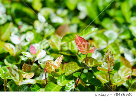 六月初め・晴れの日のハツユキカズラ35 78436930