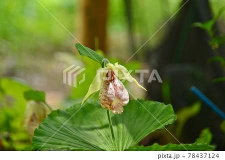袋状の花弁　クマガイソウ 78437124
