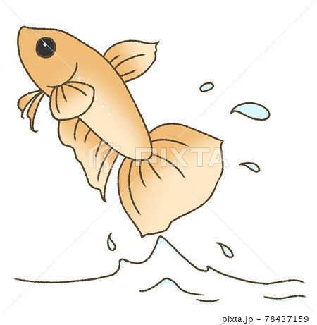 飛び出すベタ(橙色) 飛び出すベタ(橙色) 78437159