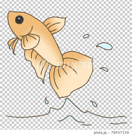 飛び出すベタ(橙色) 飛び出すベタ(橙色) 78437159