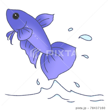 飛び出すベタ(青色) 飛び出すベタ(青色) 78437160