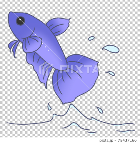 飛び出すベタ(青色) 飛び出すベタ(青色) 78437160